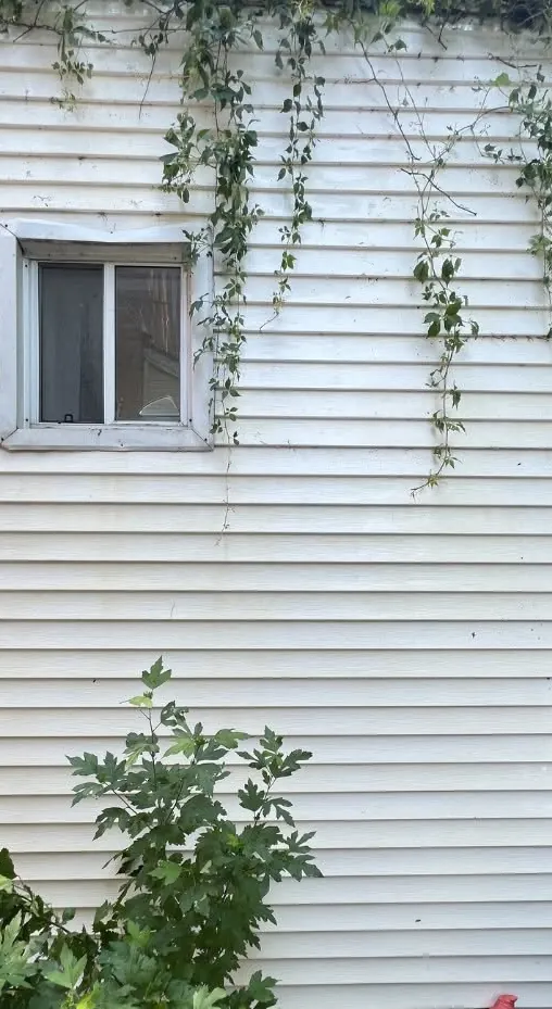 After: The same siding clean and white, ivy left in place