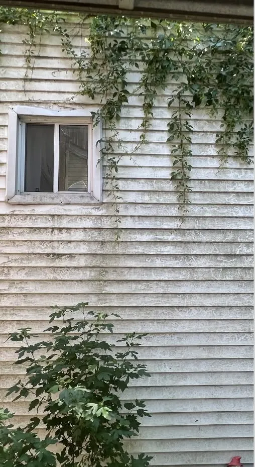 Before: White vinyl siding streaked with mildew under ivy